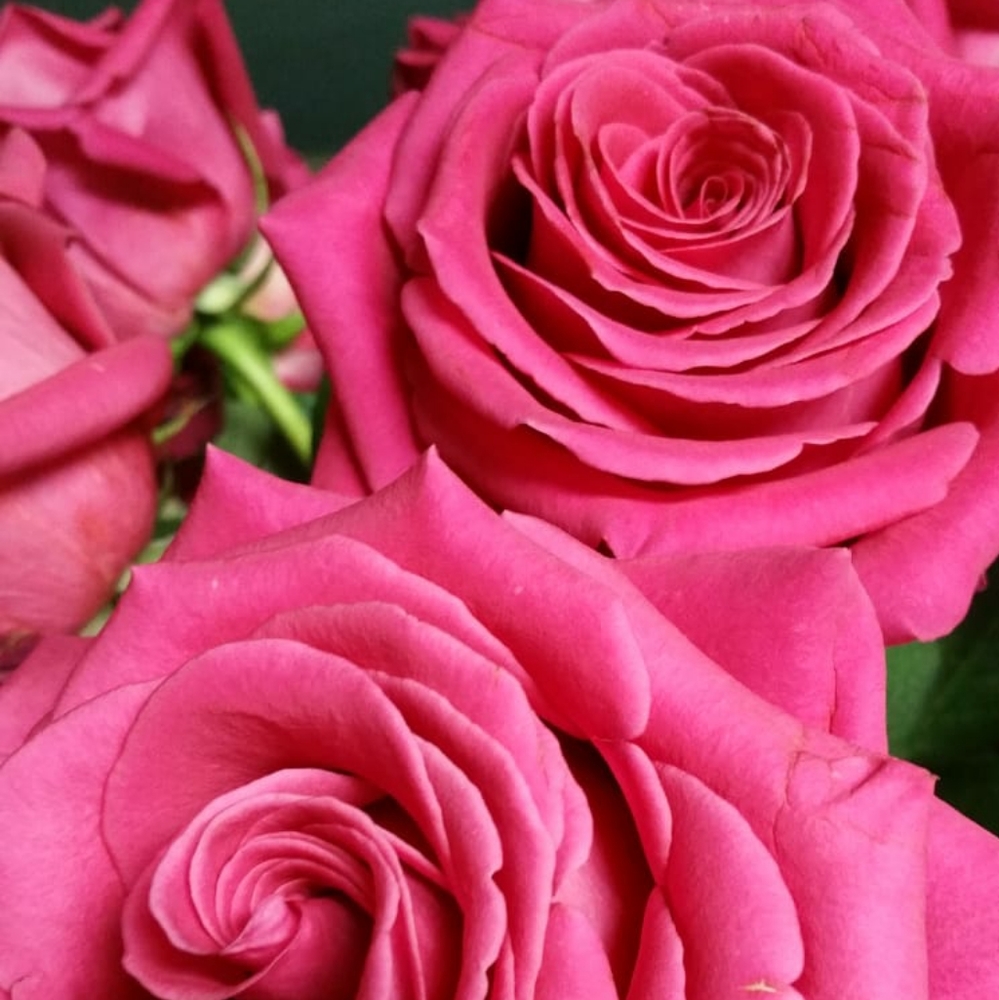 Meet your Posher, Elle